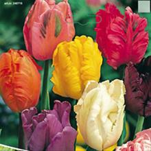 Bild Tulpanmix papegoj, blandad