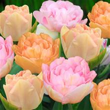 Bild Tulpan 'Angelique Mix' 15st