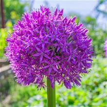 Bild Allium 'Gladiator', storpack 3st