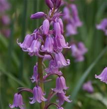 Bild Spansk klockhyacint, rosa 10st