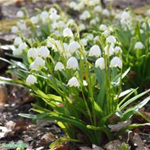 Bild Sommarsnöklocka 10st