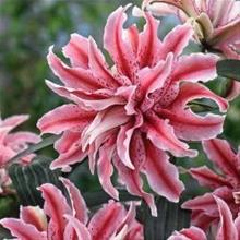 Bild Orientlilja 'Magic Star' 1st