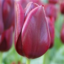 Bild Triumftulpan 'National Velvet' 10st