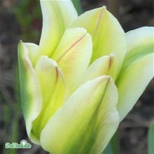 Bild Grönbandad tulpan 'Green Spirit' 7st