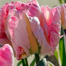 Bild Papegojtulpan 'Elsenburgh' 10st