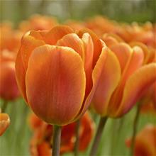 Bild Tulpan 'Brown Sugar' 10st