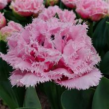 Bild Tulpan 'Cairns' 7st