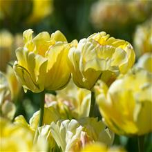 Bild Tulpan 'Akebono' 7st