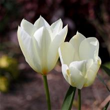 Bild Kejsartulpan 'Purissima' 10st