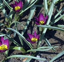 Bild Violtulpan 'Persian Pearl' 10st