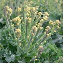 Bild Broccoli 'White Sprouting Burbank ', frö