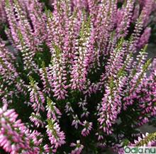 Bild Ljung 'Garden Girls Lena Rosa' 12cm kruka