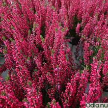 Bild Ljung 'Garden Girls Franca' 12cm kruka