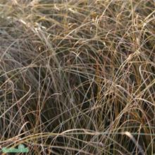 Bild Bronsstarr 'Bronze Form' 12cm kruka