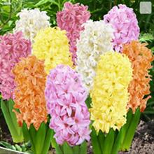 Bild Hyacint pastell mix, storpack 10st