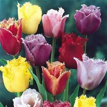 Bild Franstulpan 'Fringed Mixed' 15st