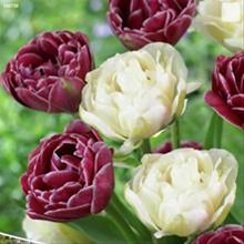 Bild Tulpanmix 'Dream Touch' & 'Global Desire' 15st