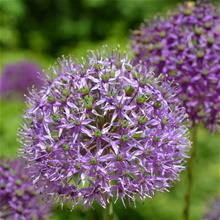 Bild Allium, Purpurlök 'Purple Sensation', storpack 15st