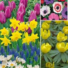 Bild Kollektion blommande lök '100 Days Flowering', storpack 65st