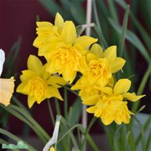 Bild Narciss 'Double Campernelle' 10st