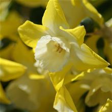 Bild Narciss 'Regeneration' 5st