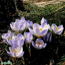Bild Blå bägarkrokus 'Blue Pearl' 15st