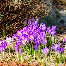 Bild Krokus 'Tommasinianus' 10st