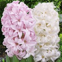 Bild Hyacint 'Pinky' mix 5st