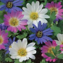 Bild Balkansippa Mix, 15st