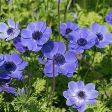 Bild Bukettanemon 'Lord Lieutenant' 20st