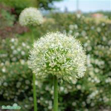 Bild Allium  'Mount Everest' (Skägglök) 1st