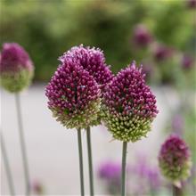 Bild Allium 'Sphaerocephalon' (Klotlök) 25st