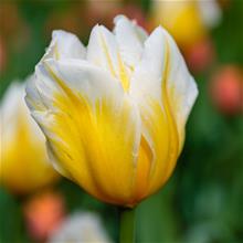 Bild Triumftulpan 'Calgary Flames' 10st