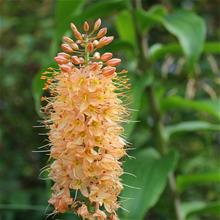 Bild Hybridstäpplilja 'Romance' 1st