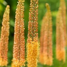 Bild Hybridstäpplilja 'Pinokkio' 1st