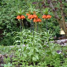 Bild Kejsarkrona 'Rubra' 1st