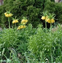 Bild Kejsarkrona 'Lutea' 1st