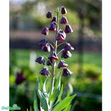 Bild Mörk klocklilja 1st