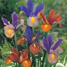Bild Holländsk iris 'Tiger Stripe', mix 10st
