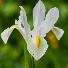Bild Holländsk iris 'White Van Vliet' 20st