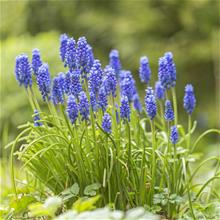 Bild Armenisk pärlhyacint 20st