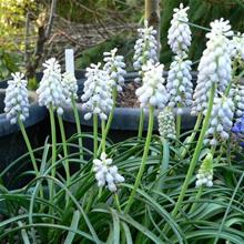 Bild Armenisk pärlhyacint 'Alba' 15st