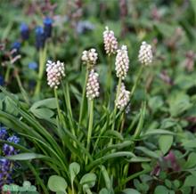 Bild Pärlhyacint 'Pink Sunrise' 5st