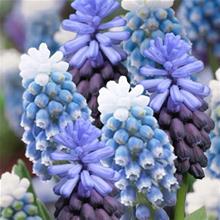 Bild Pärlhyacint Mix 'Mount Hood' 10st