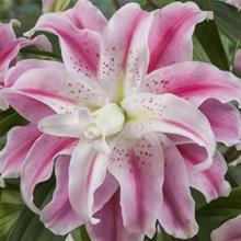 Bild Orientlilja 'Sweet Rosy' 1st