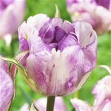Bild Tulpan 'Shirley Double' (Normandie) 5st