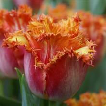 Bild Franstulpan 'Joint Division' 5st