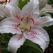 Bild Orientlilja 'Muscadet' 1st