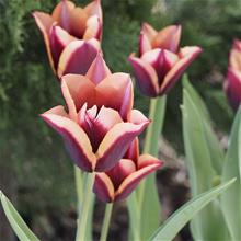 Bild Triumftulpan 'Slawa' 10st