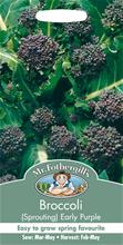 Bild Broccoli 'Early Purple' frö